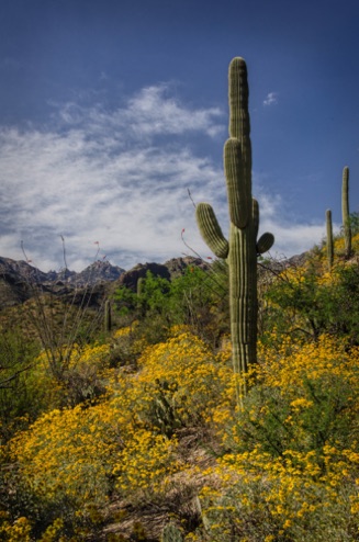 Sabino Canyon