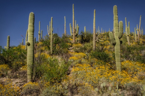 Sabino Canyon