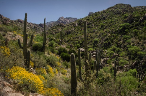 Catalina State Park