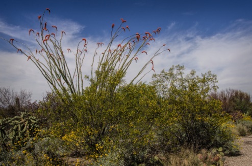 Ocotillo, Saguaro National Park East