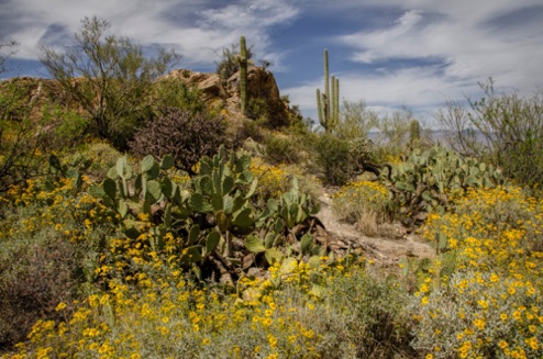 Saguaro National Park East