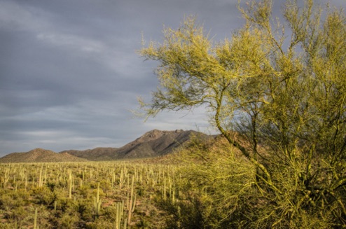 Signal Hill, Saguaro National Park West