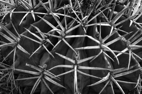 Barrel Cactus