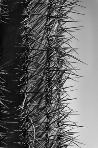 Saguaro edge