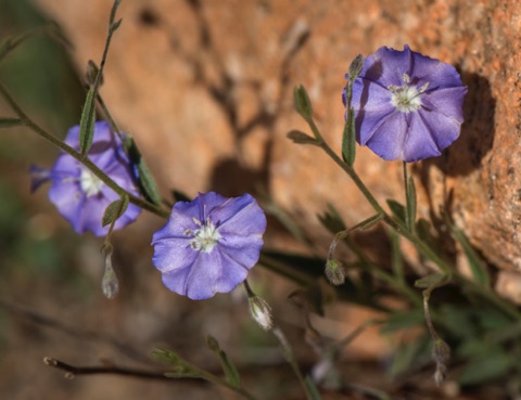 Arizona Blue Eyes • Evolvulus arizonicus