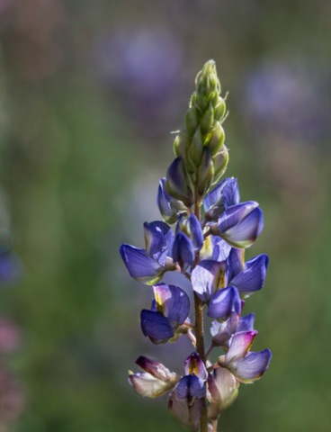 Arroyo Lupine • Lupinus sparsiflorus Arroyo Lupine • Lupinus sparsiflorus