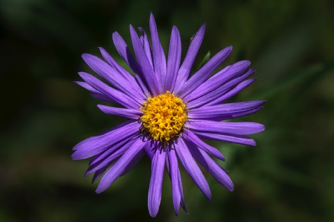 Aster Aster