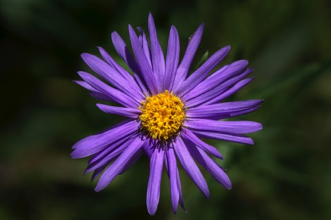 Aster