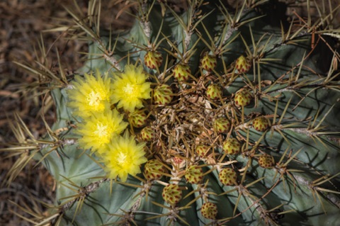Barrel Cactus Barrel Cactus
