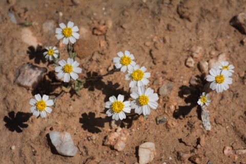 White Easter Bonnet • Eriophyllum lanosum