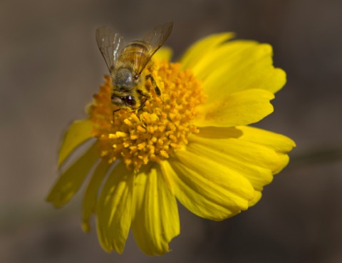 Brittlebush • Encelia farinosa