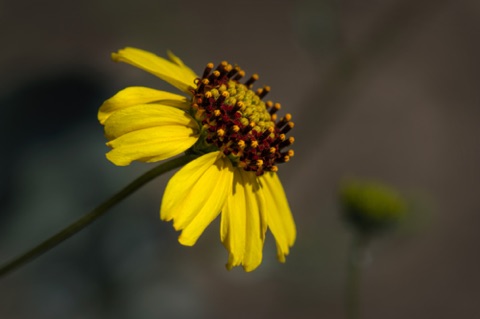 Brittlebush • Encelia farinosa Brittlebush • Encelia farinosa