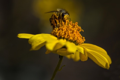 Brittlebush • Encelia farinosa