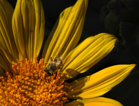 Brittlebush • Encelia farinosa