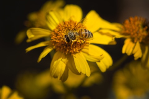 Brittlebush • Encelia farinosa Brittlebush • Encelia farinosa
