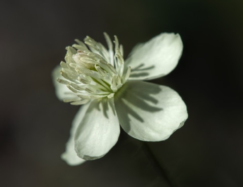 Cream Cup • Platystemon californicus Cream Cup • Platystemon californicus