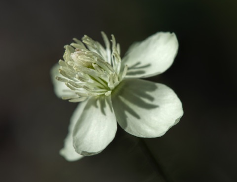 Cream Cup • Platystemon californicus