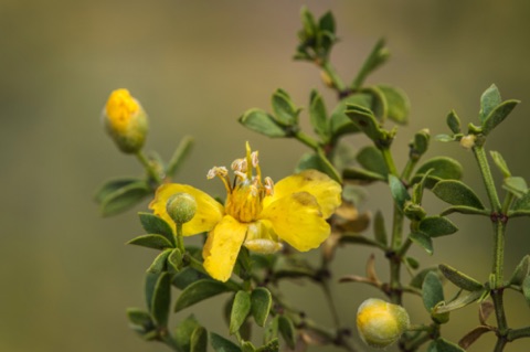 Creosote • Larrea tridentata Creosote • Larrea tridentata