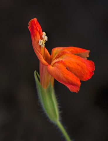 Crimson Monkeyflower • Mimulus cardinalis Crimson Monkeyflower • Mimulus cardinalis