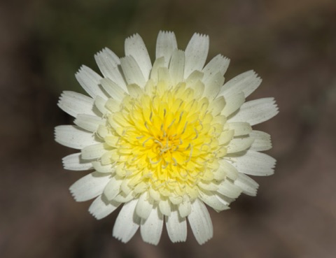 Desert Dandelion • Malacothrix glabrata Desert Dandelion • Malacothrix glabrata