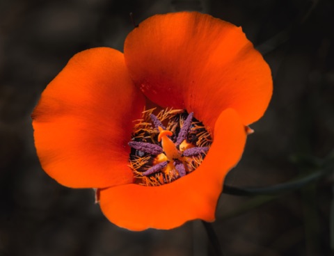 Desert Mariposa Lily • Calochortus kennedyi Desert Mariposa Lily • Calochortus kennedyi