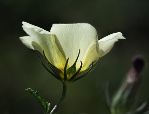 Desert Rose Mallow • Hibiscus coulteri Desert Rose Mallow • Hibiscus coulteri