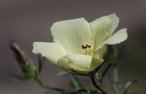 Desert Rose Mallow • Hibiscus coulteri Desert Rose Mallow • Hibiscus coulteri