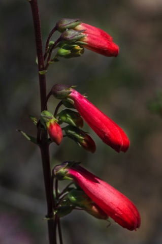Eaton's Firecracker • Penstemon eatonii ssp exertus Eaton's Firecracker • Penstemon eatonii ssp exertus