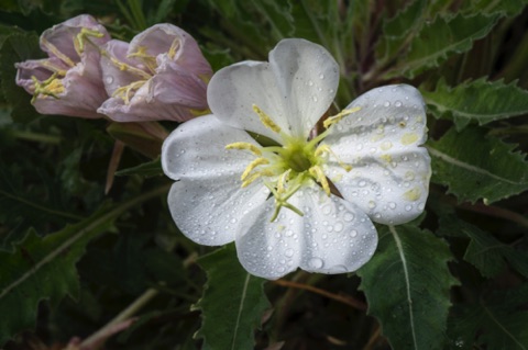 Tufted Evening Primrose • Oenothera caespitosa Tufted Evening Primrose • Oenothera caespitosa