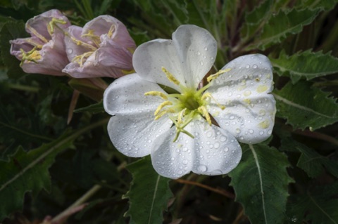 Tufted Evening Primrose • Oenothera caespitosa