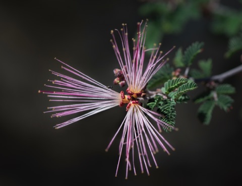 Fairy Duster • Calliandra eriophylla Fairy Duster • Calliandra eriophylla