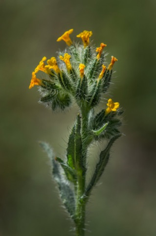 Fiddle Neck • Amsinckia menziesii var. intermedia Fiddle Neck • Amsinckia menziesii var. intermedia