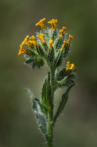 Fiddle Neck • Amsinckia menziesii var. intermedia