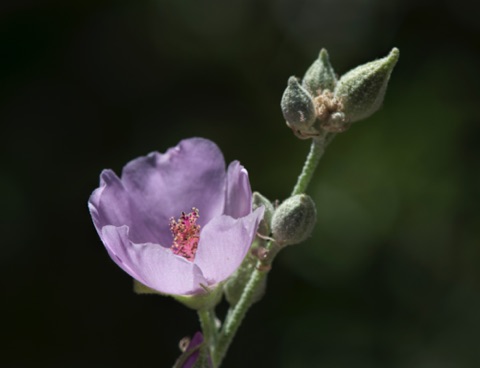 Desert Globe Mallow • Sphaeralcea ambigua Desert Globe Mallow • Sphaeralcea ambigua