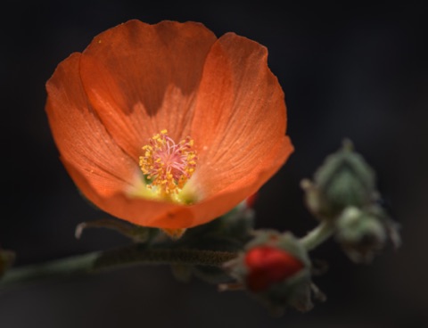 Desert Globe Mallow • Sphaeralcea ambigua Desert Globe Mallow • Sphaeralcea ambigua