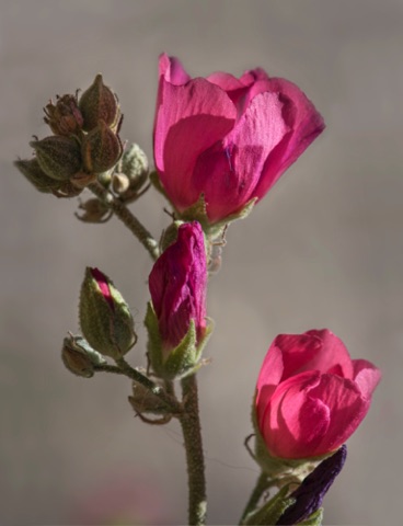 Desert Globe Mallow • Sphaeralcea ambigua