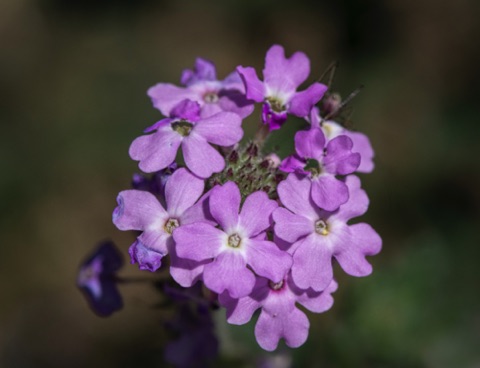 Goodding's Verbena • Verbena gooddingii Goodding's Verbena • Verbena gooddingii