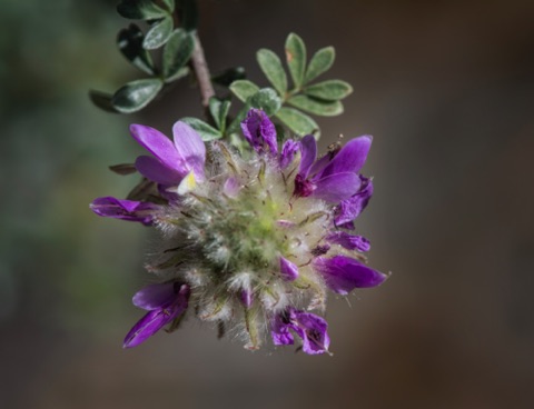 Hairy Prairie-Clover • Dalea mollis