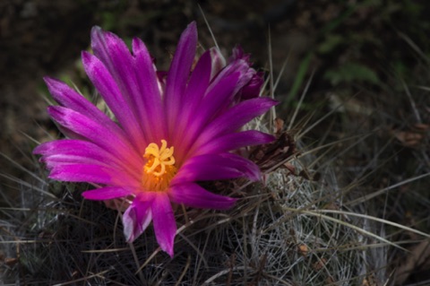 Pink-Flower Hedgehog Cactus • Echinocereus fendleri var. fasciculatus Pink-Flower Hedgehog Cactus • Echinocereus fendleri var. fasciculatus