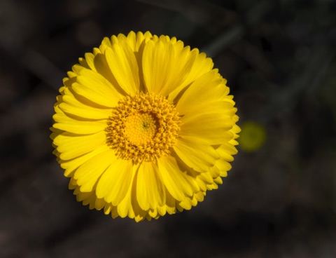 Desert Marigold • Baileya multiradiata Desert Marigold • Baileya multiradiata