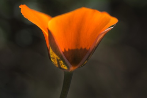 Desert Mariposa Lily • Calochortus kennedyi Desert Mariposa Lily • Calochortus kennedyi