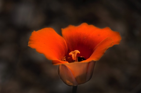 Desert Mariposa Lily • Calochortus kennedyi