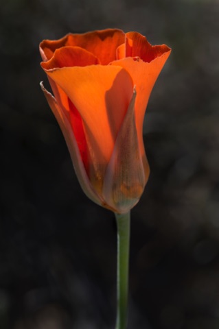 Desert Mariposa Lily • Calochortus kennedyi