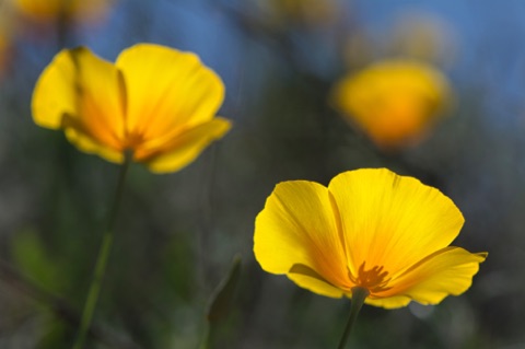 Mexican Gold Poppy • Eschscholzia californica ssp mexicana