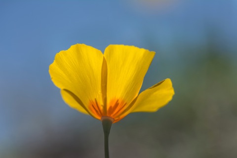 Mexican Gold Poppy • Eschscholzia californica ssp mexicana Mexican Gold Poppy • Eschscholzia californica ssp mexicana