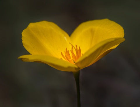 Mexican Gold Poppy • Eschscholzia californica ssp mexicana