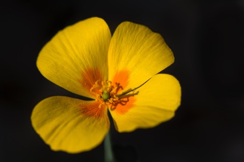Mexican Gold Poppy • Eschscholzia californica ssp mexicana Mexican Gold Poppy • Eschscholzia californica ssp mexicana