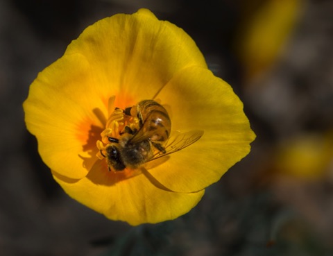 Mexican Gold Poppy • Eschscholzia californica ssp mexicana