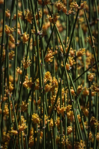 Mormon Tea • Ephedra viridis Mormon Tea • Ephedra viridis