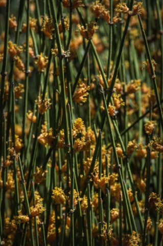 Mormon Tea • Ephedra viridis